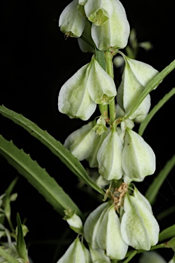 APII jpeg image of Haloragodendron racemosum  © contact APII