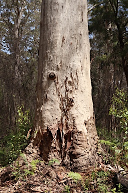 APII jpeg image of Eucalyptus diversicolor  © contact APII