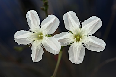 APII jpeg image of Liparophyllum lasiospermum  © contact APII