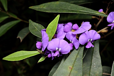 APII jpeg image of Hovea elliptica  © contact APII