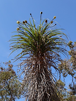 APII jpeg image of Dasypogon hookeri  © contact APII