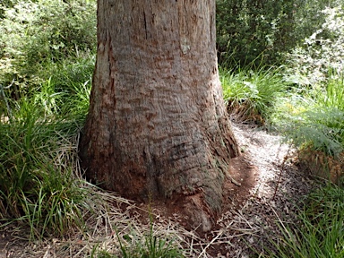 APII jpeg image of Eucalyptus jacksonii  © contact APII