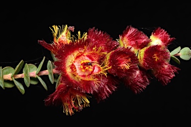 APII jpeg image of Verticordia dichroma  © contact APII