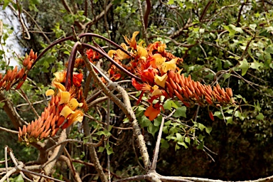 APII jpeg image of Erythrina vespertilio  © contact APII