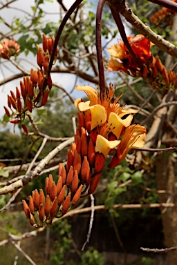 APII jpeg image of Erythrina vespertilio  © contact APII