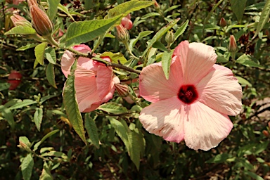 APII jpeg image of Hibiscus 'Aussie Apricot'  © contact APII