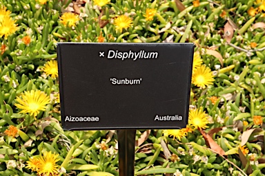 APII jpeg image of xDisphyllum 'Sunburn'  © contact APII