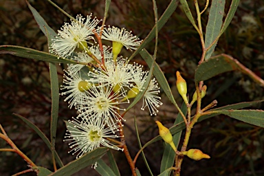 APII jpeg image of Eucalyptus captiosa  © contact APII