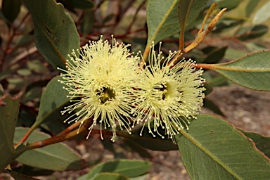 APII jpeg image of Eucalyptus angulosa  © contact APII