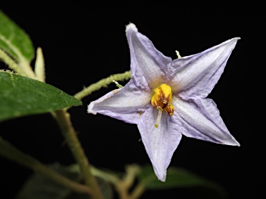 APII jpeg image of Solanum stelligerum  © contact APII