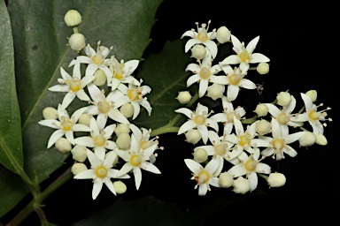 APII jpeg image of Cuttsia viburnea  © contact APII