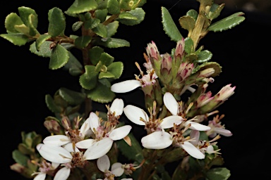 APII jpeg image of Olearia myrsinoides  © contact APII