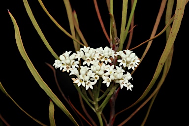 APII jpeg image of Conospermum longifolium subsp. angustifolium  © contact APII