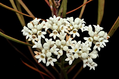 APII jpeg image of Conospermum longifolium subsp. angustifolium  © contact APII