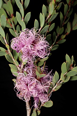 APII jpeg image of Melaleuca thymifolia  © contact APII