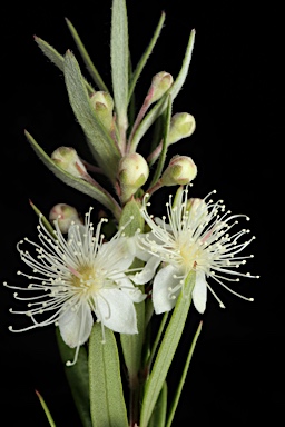 APII jpeg image of Austromyrtus tenuifolia  © contact APII