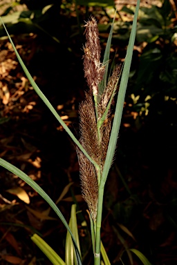 APII jpeg image of Carex trifida  © contact APII