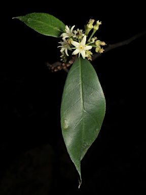 APII jpeg image of Corokia whiteana  © contact APII