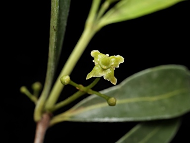 APII jpeg image of Elaeodendron australe var. integrifolium  © contact APII