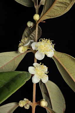 APII jpeg image of Rhodomyrtus canescens  © contact APII