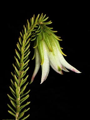 APII jpeg image of Darwinia meeboldii  © contact APII