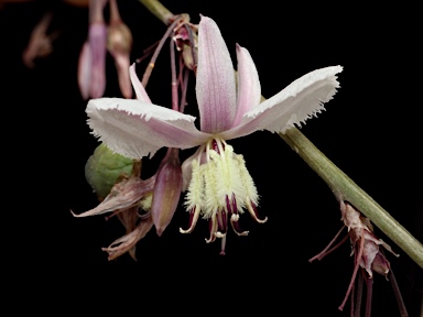 APII jpeg image of Arthropodium sp. Snowy R. catchment (N.G.Walsh 6195)  © contact APII