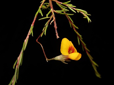 APII jpeg image of Dillwynia palustris  © contact APII