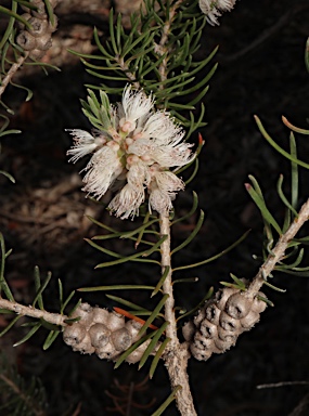 APII jpeg image of Melaleuca subfalcata  © contact APII