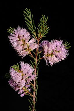 APII jpeg image of Melaleuca glaberrima  © contact APII