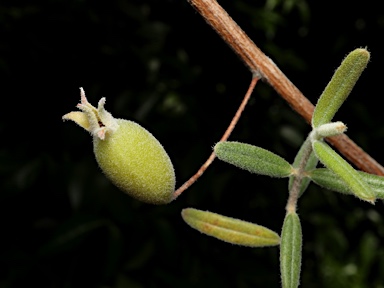 APII jpeg image of Lithomyrtus densifolia  © contact APII