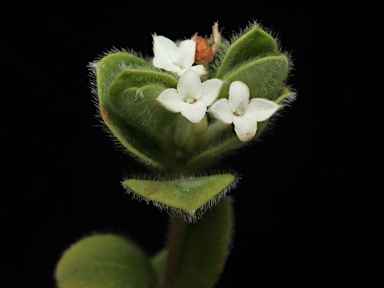 APII jpeg image of Pimelea latifolia subsp. altior  © contact APII