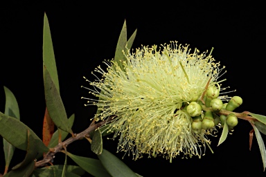 APII jpeg image of Callistemon formosus  © contact APII