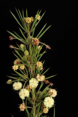 APII jpeg image of Acacia cedroides  © contact APII