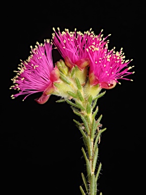 APII jpeg image of Eremaea purpurea  © contact APII