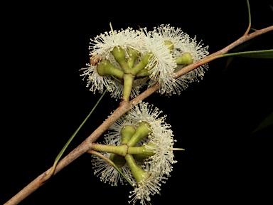 APII jpeg image of Eucalyptus apiculata  © contact APII