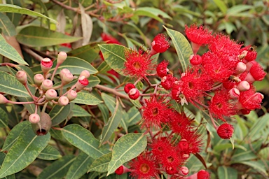 APII jpeg image of Corymbia ficifolia 'Dwarf Crimson'  © contact APII
