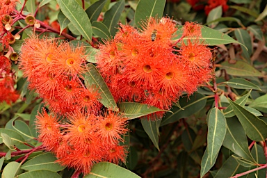 APII jpeg image of Corymbia ficifolia 'Dwarf Orange'  © contact APII