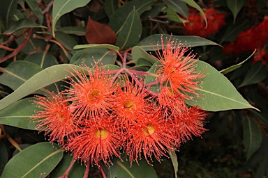 APII jpeg image of Corymbia ficifolia 'Dwarf Orange'  © contact APII