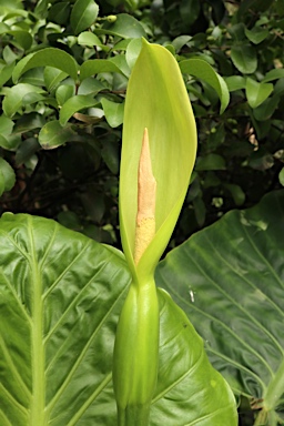 APII jpeg image of Alocasia brisbanensis  © contact APII