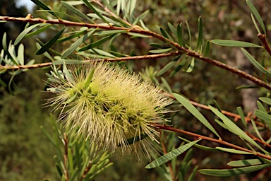 APII jpeg image of Callistemon pachyphyllus 'Smoked Salmon'  © contact APII