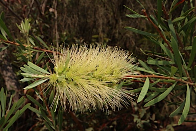 APII jpeg image of Callistemon pachyphyllus 'Smoked Salmon'  © contact APII