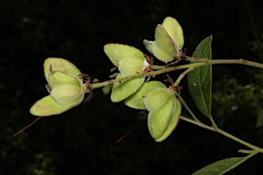 APII jpeg image of Dodonaea hispidula  © contact APII