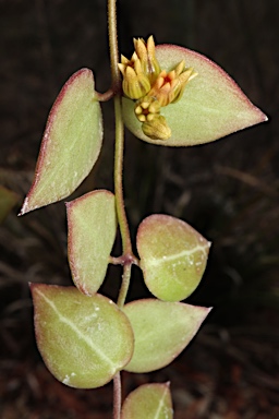 APII jpeg image of Dischidia ovata  © contact APII