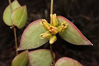 APII jpeg image of Dischidia ovata  © contact APII