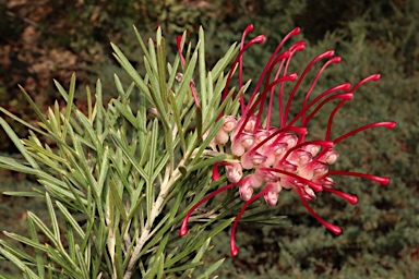 APII jpeg image of Grevillea 'Little Jessie'  © contact APII