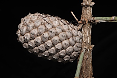 APII jpeg image of Allocasuarina scleroclada  © contact APII