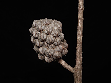 APII jpeg image of Allocasuarina littoralis  © contact APII