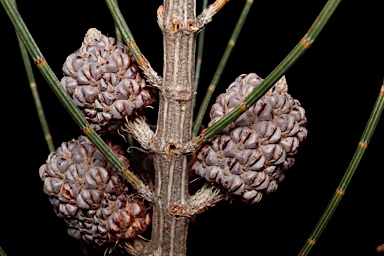 APII jpeg image of Allocasuarina glareicola  © contact APII