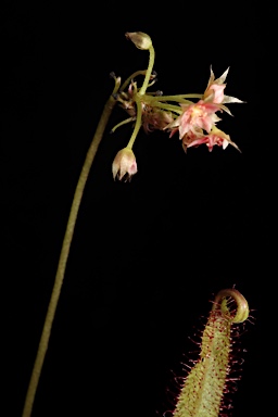 APII jpeg image of Drosera adelae  © contact APII