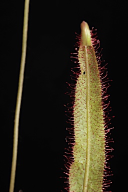 APII jpeg image of Drosera adelae  © contact APII